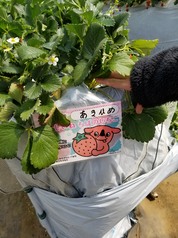 あきひめ