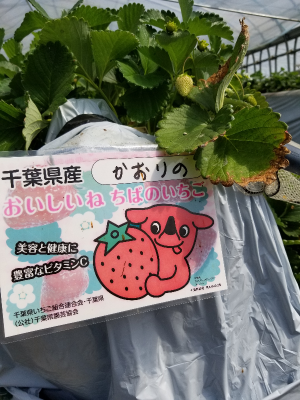 かおりの