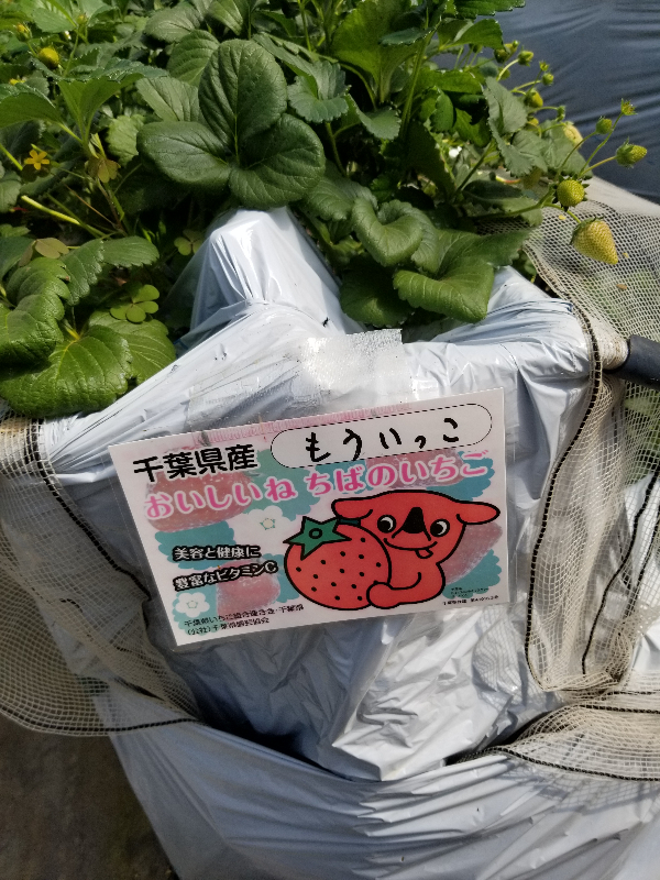 もういっこ