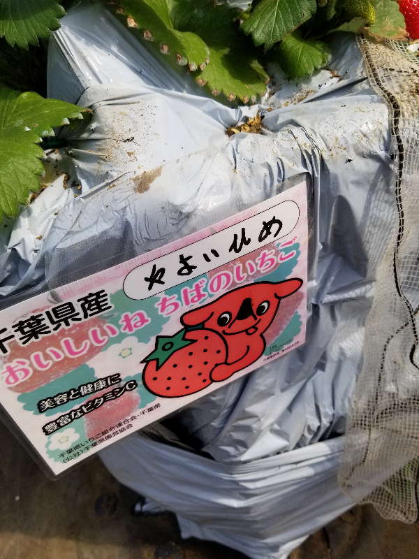 やよいひめ