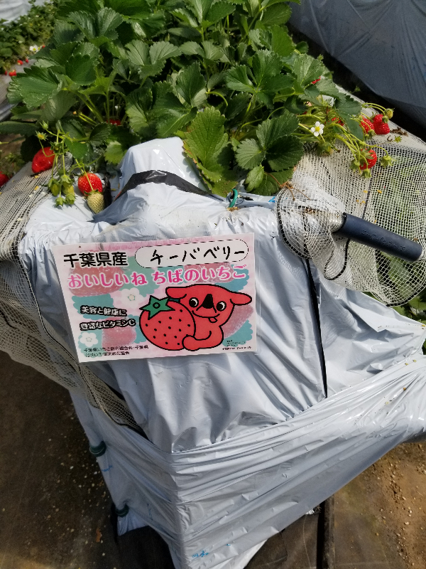チーバベリー