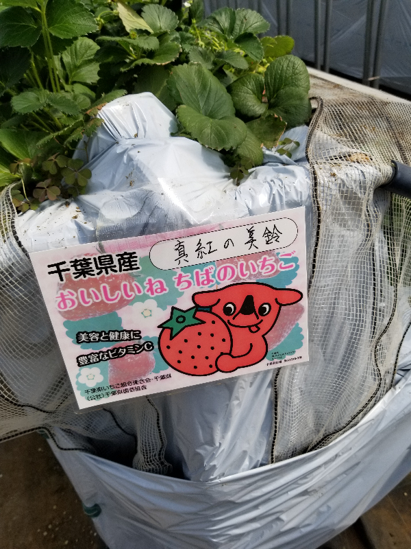 真紅の美鈴