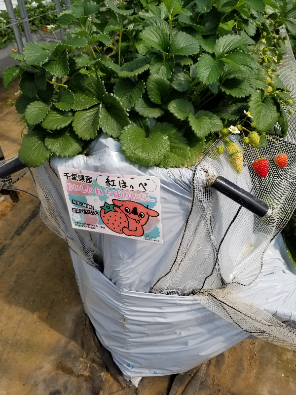 紅ほっぺ